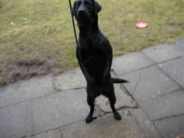 Labrador retriever Mille  - giv mig gi mig gi mig billede 4