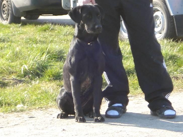 Labrador retriever Mille  - jeg er klar til at springe i vandet billede 5