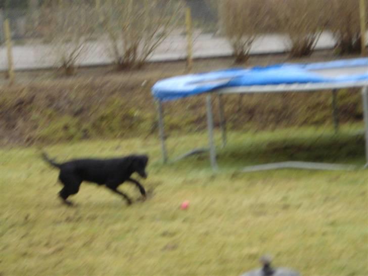 Labrador retriever Mille  - wroom wroom billede 6