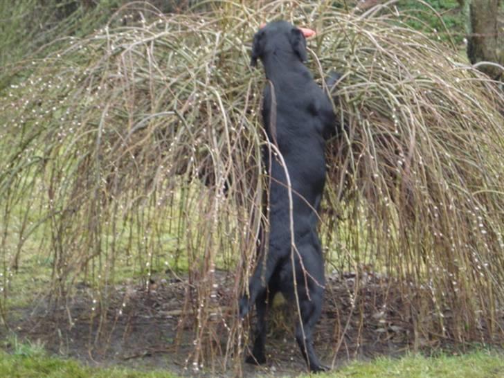Labrador retriever Mille  - ?? billede 7