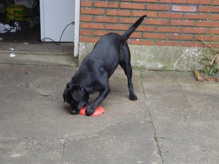 Labrador retriever Mille  - nu har jeg dig billede 8