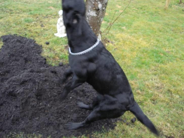 Labrador retriever Mille  - tjek lige mine muskler og skriv en kommentar billede 9