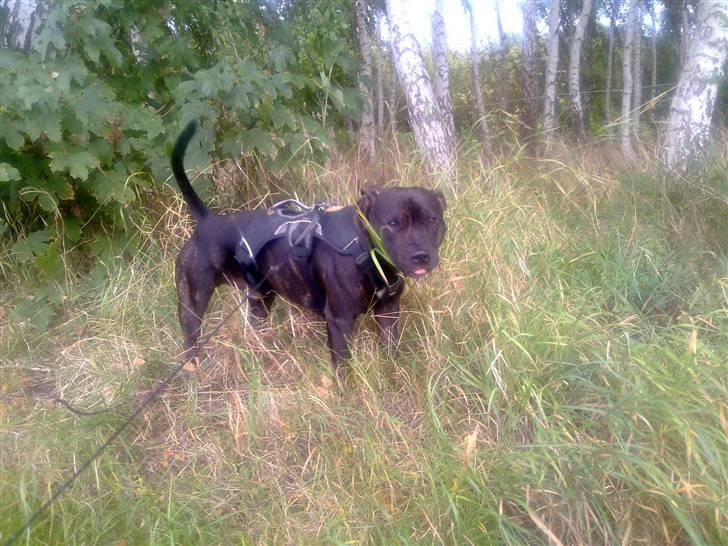 Staffordshire bull terrier Tyson - 25/2 - 09  billede 7