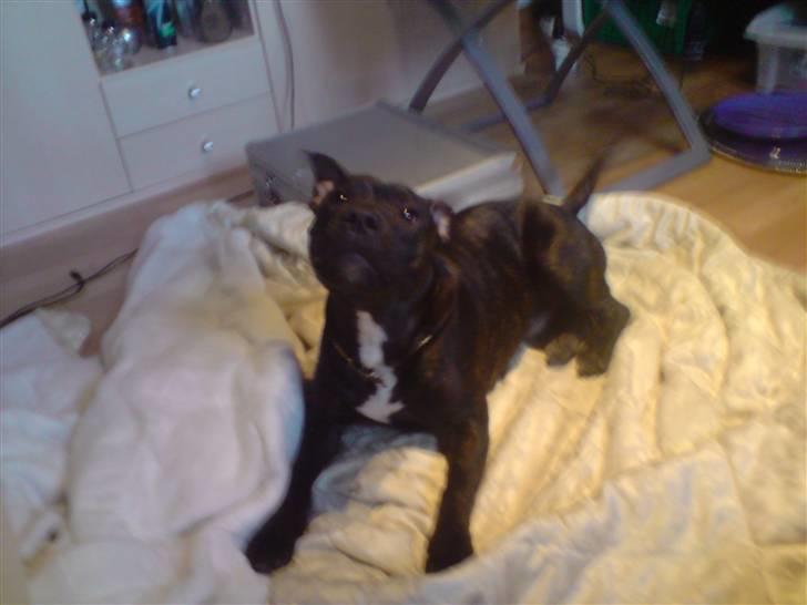 Staffordshire bull terrier Tyson - 25/2 - 09 billede 8