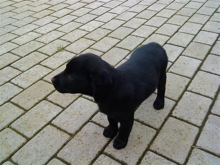 Labrador retriever Malou billede 5