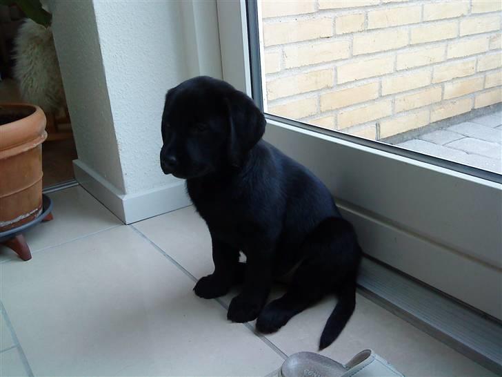 Labrador retriever Malou billede 6