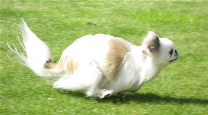 Pekingeser nala - Fang mig....hvis du kan. billede 5