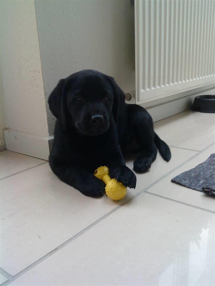 Labrador retriever Malou billede 7