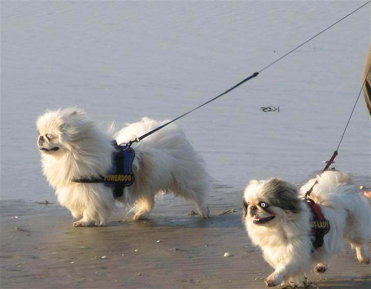 Pekingeser nala - Vi elsker at være ved stranden (bare jeg IKKE skal bade) billede 6