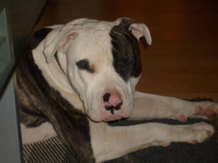 Blanding af racer Hermann billede 10