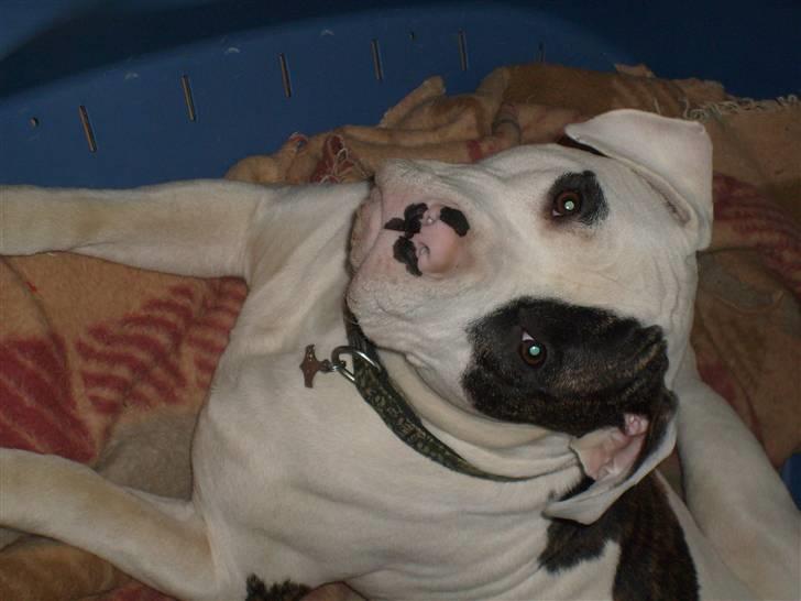 Blanding af racer Hermann billede 11