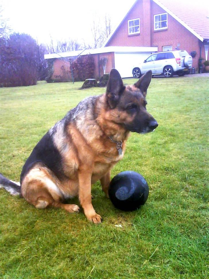 Schæferhund Irma billede 7