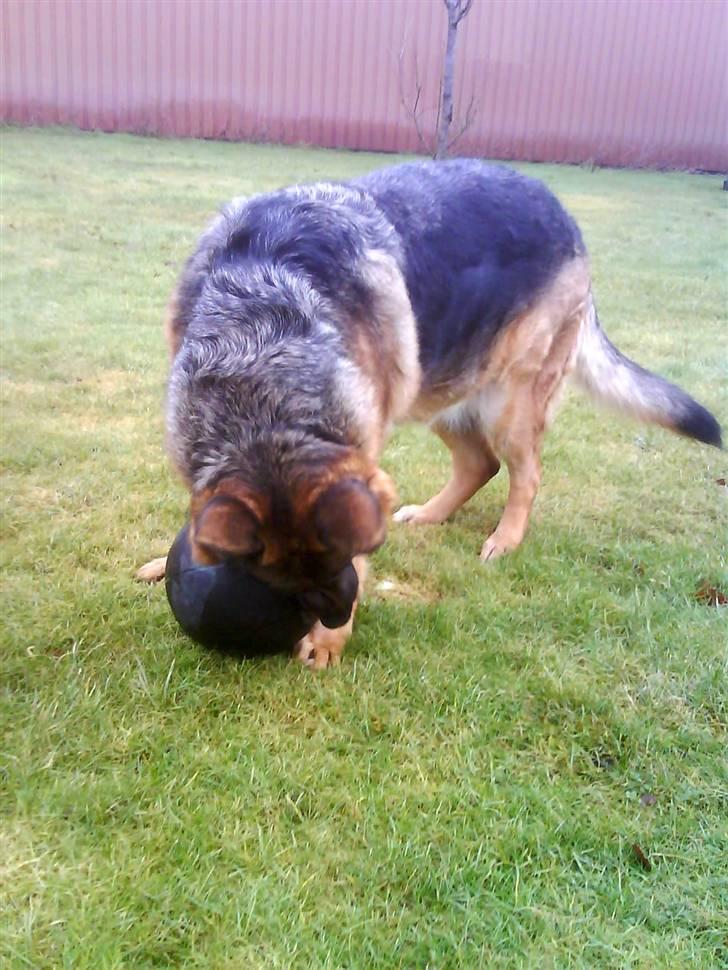 Schæferhund Irma billede 8