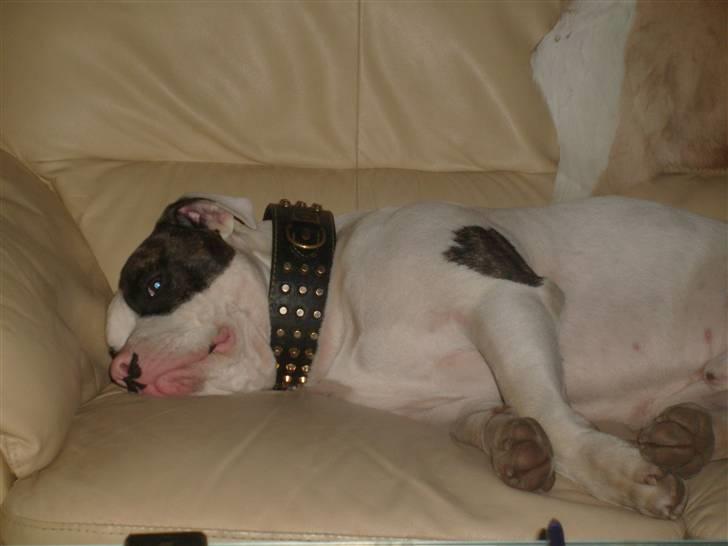 Blanding af racer Hermann billede 14