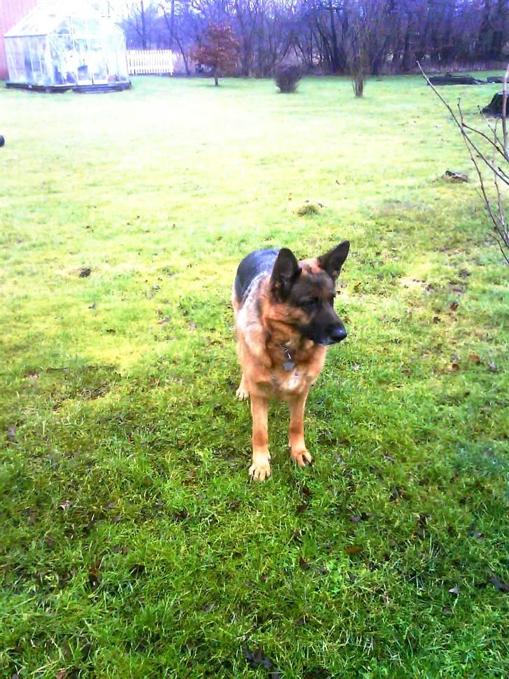 Schæferhund Irma billede 9