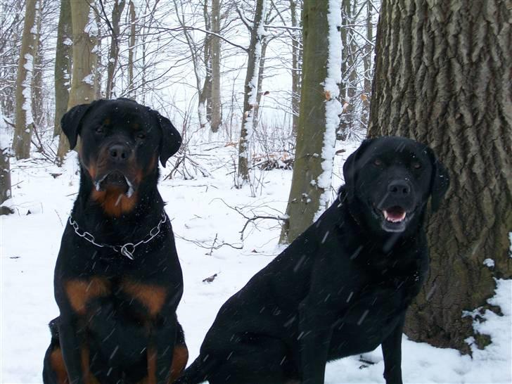 Labrador retriever Pelle billede 14