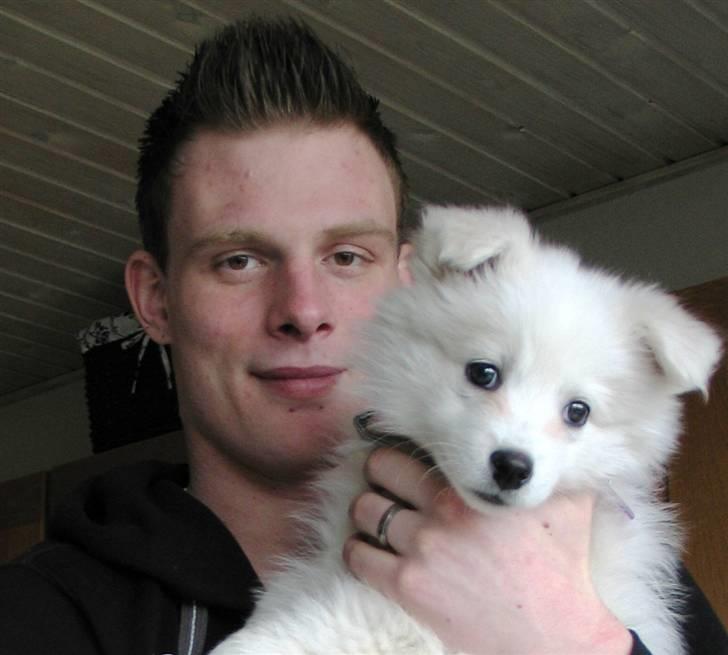 Samojedhund Kiwi  (hvalp) - her er kiwi sammen med hendes "far". billede 6