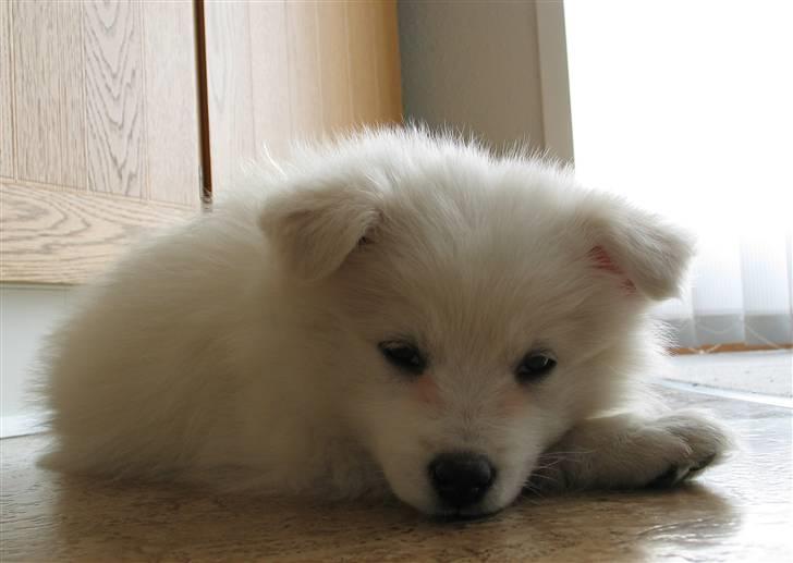Samojedhund Kiwi  (hvalp) - her ligger kiwi og slapper af. billede 7