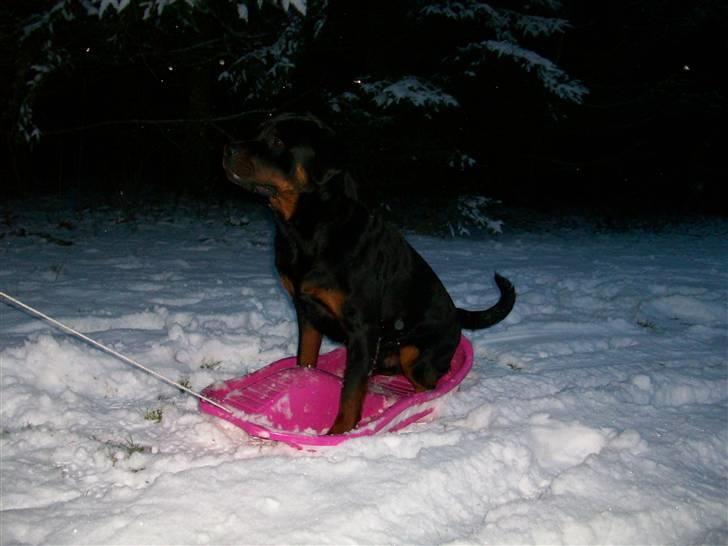 Rottweiler Tyson - Tyson elsker bare sne ..... billede 13