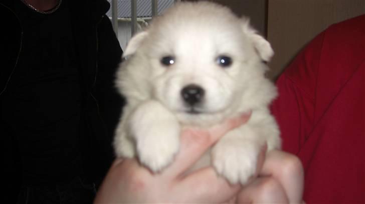 Samojedhund Kiwi  (hvalp) - kiwi er her 4 uger, og det er første gang vi ser den. billede 8