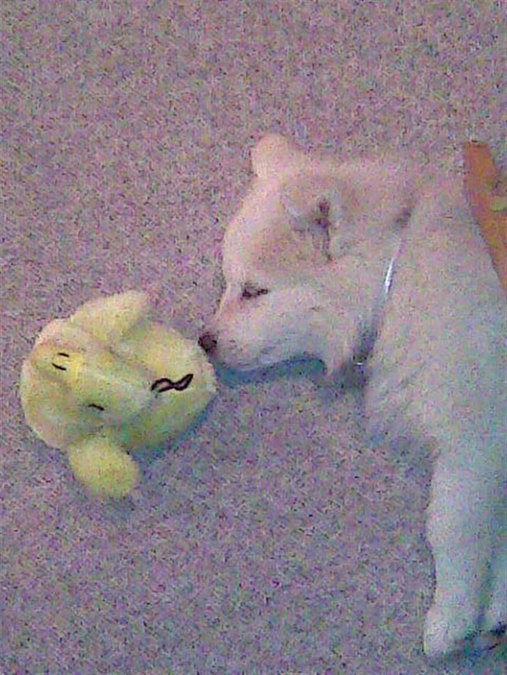 Samojedhund Kiwi  (hvalp) - her ligger kiwi og sover sammen med sin yndlingsbamse billede 9
