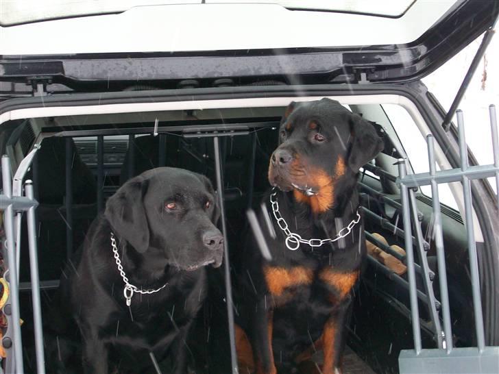 Rottweiler Tyson billede 14