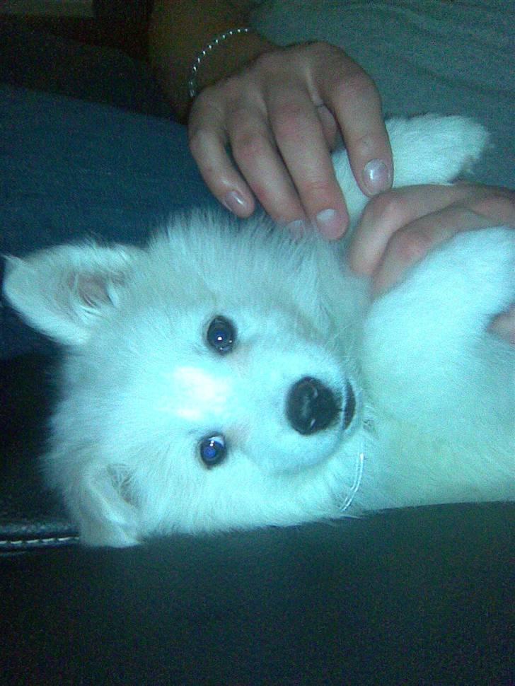 Samojedhund Kiwi  (hvalp) - jamen er jeg da ikke bare dejlig?:) billede 10