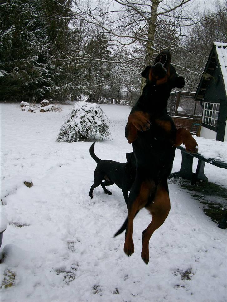 Rottweiler Tyson billede 16