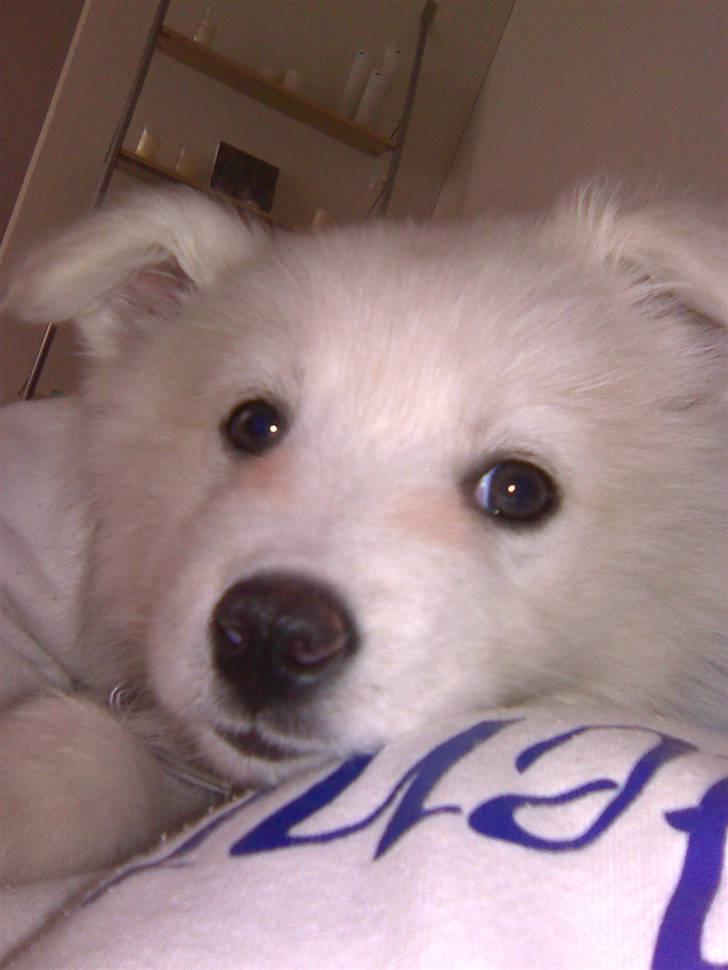 Samojedhund Kiwi  (hvalp) - hej med dig:) jeg holder øje:) billede 11