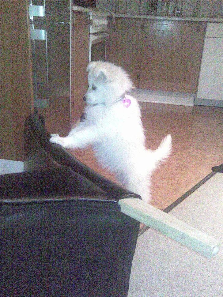 Samojedhund Kiwi  (hvalp) - øv, i skal huske at tage mig med.:) billede 13