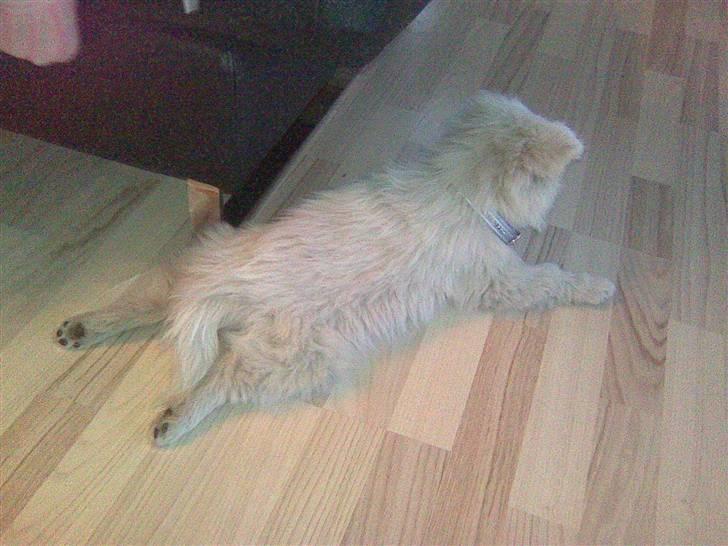 Samojedhund Kiwi  (hvalp) - puha det kan godt være hårdt at være en lille aktiv hvalp, det kræver afslapning. billede 14