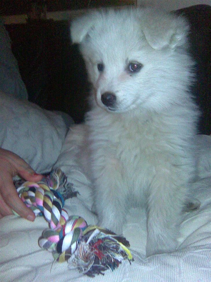 Samojedhund Kiwi  (hvalp) - model, model model:) hehe billede 15