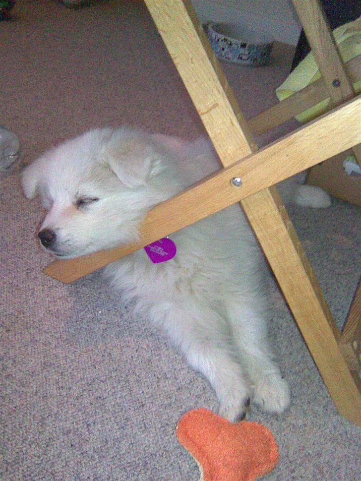 Samojedhund Kiwi  (hvalp) - hov, der var lige et bord, men her kan man da godt sove alligevel. billede 16