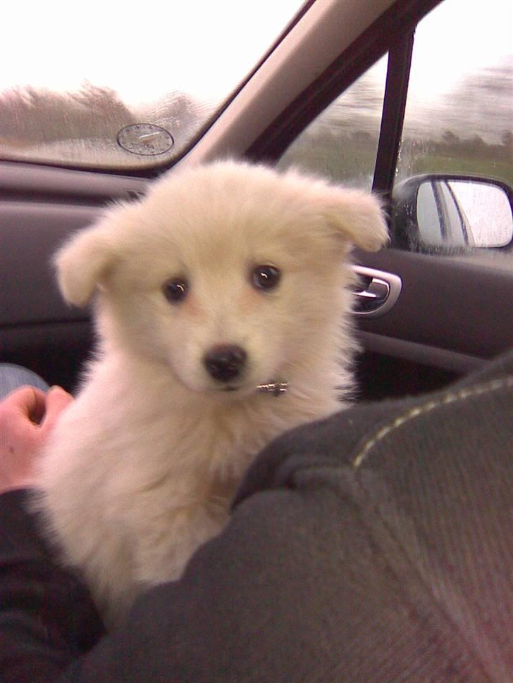 Samojedhund Kiwi  (hvalp) - her er kiwi i bilen på vej hjem til os for første gang. billede 17