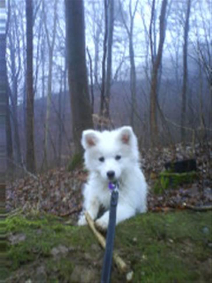 Samojedhund Kiwi  (hvalp) - kiwi på tur i skoven sammen med far. billede 18