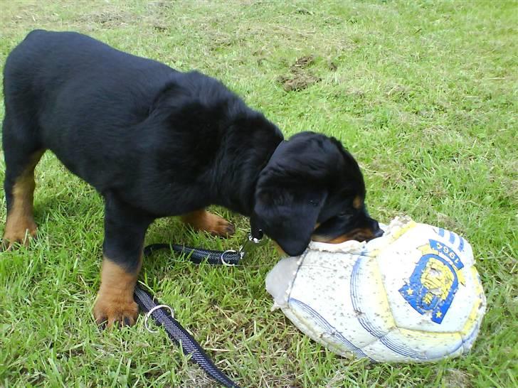 Rottweiler Tyson billede 17