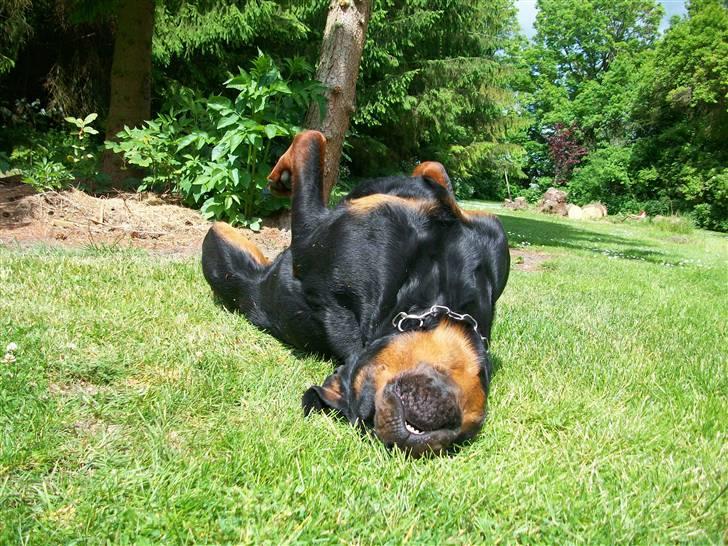 Rottweiler Tyson billede 18