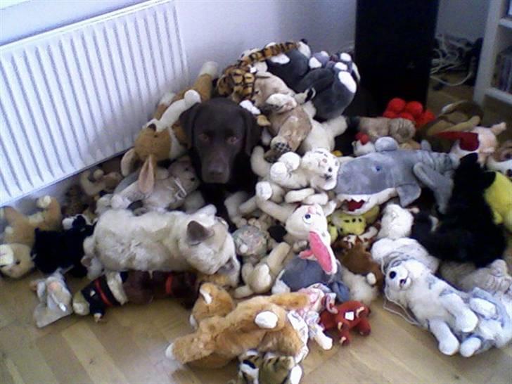 Labrador retriever Chiggo - Chiggo leger gemmeleg med bamserne  billede 6
