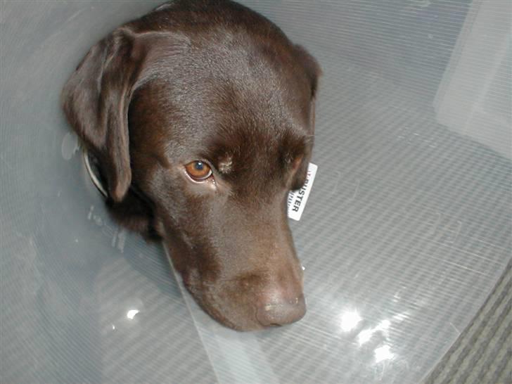 Labrador retriever Chiggo - Chiggo kan ik li sin skærm xD billede 7