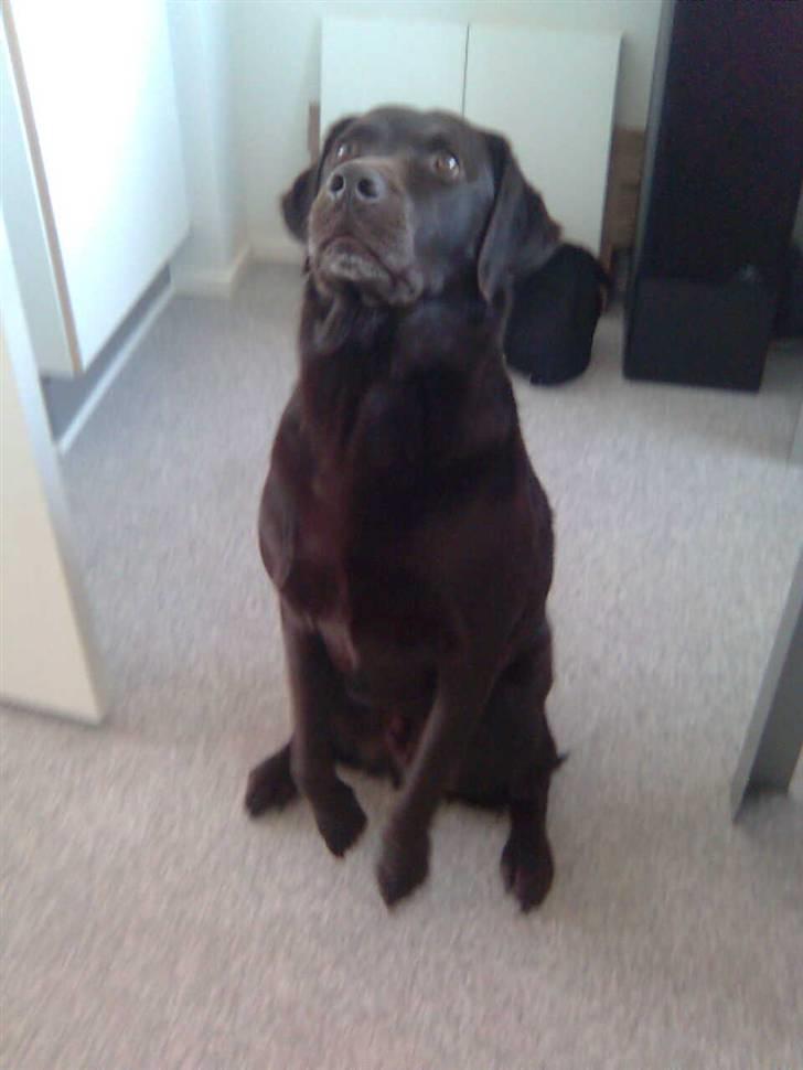 Labrador retriever Chiggo - Igang med et trick billede 8