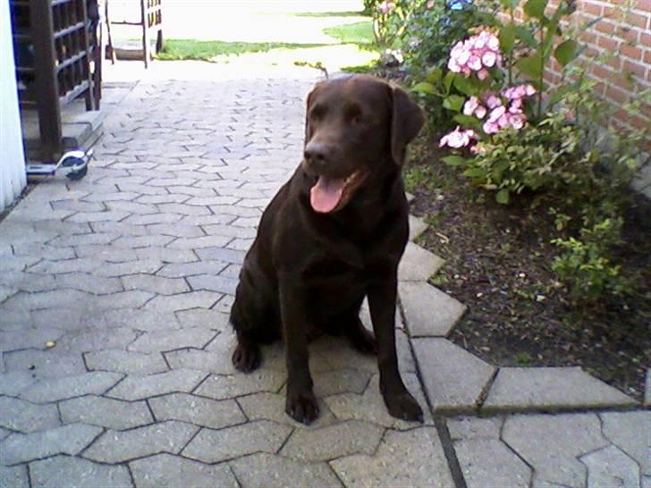 Labrador retriever Chiggo - Chiggo i haven billede 9