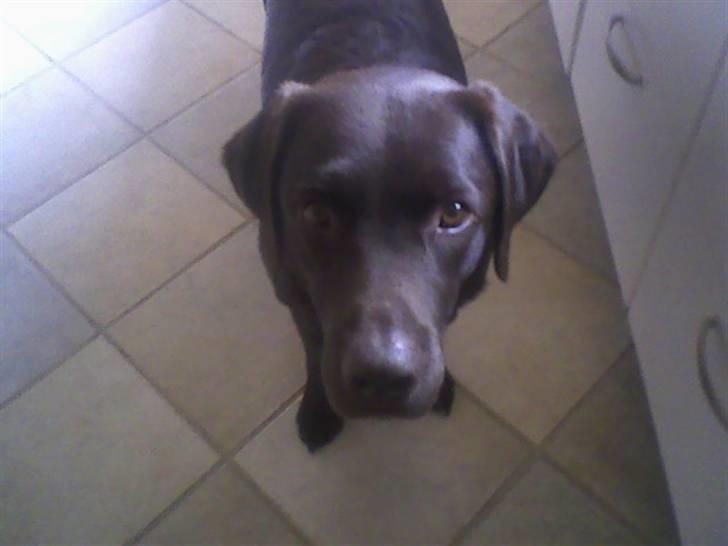 Labrador retriever Chiggo billede 10