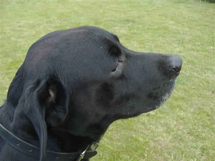 Labrador retriever blackie R.I.P min elsked  billede 11