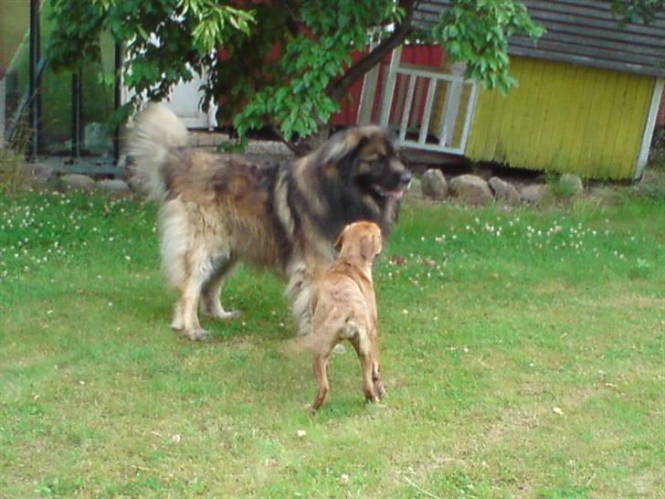 Leonberger Humle* MISSING! :/  billede 17