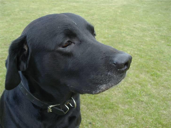 Labrador retriever blackie R.I.P min elsked  billede 12