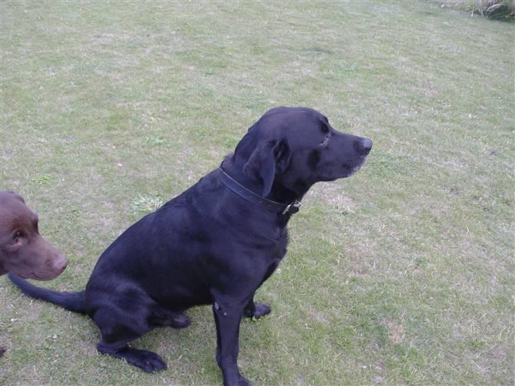 Labrador retriever blackie R.I.P min elsked  billede 13