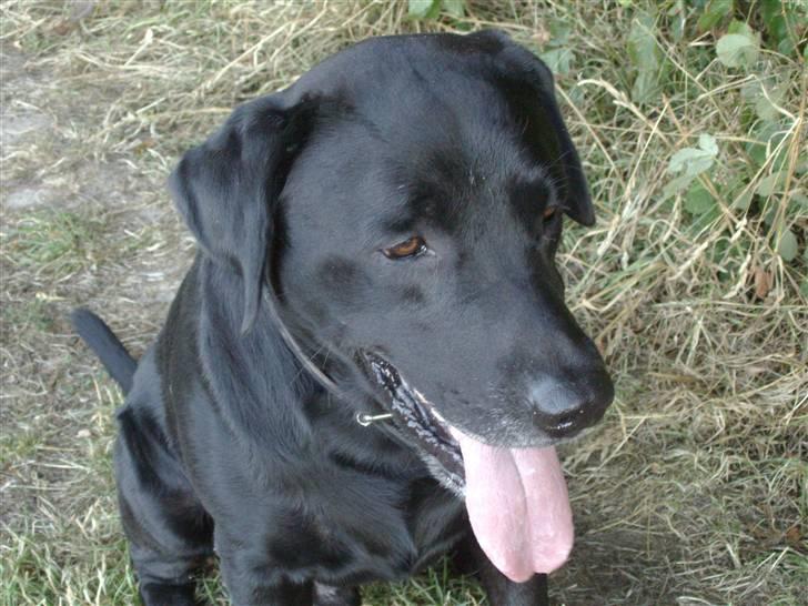 Labrador retriever blackie R.I.P min elsked  billede 14