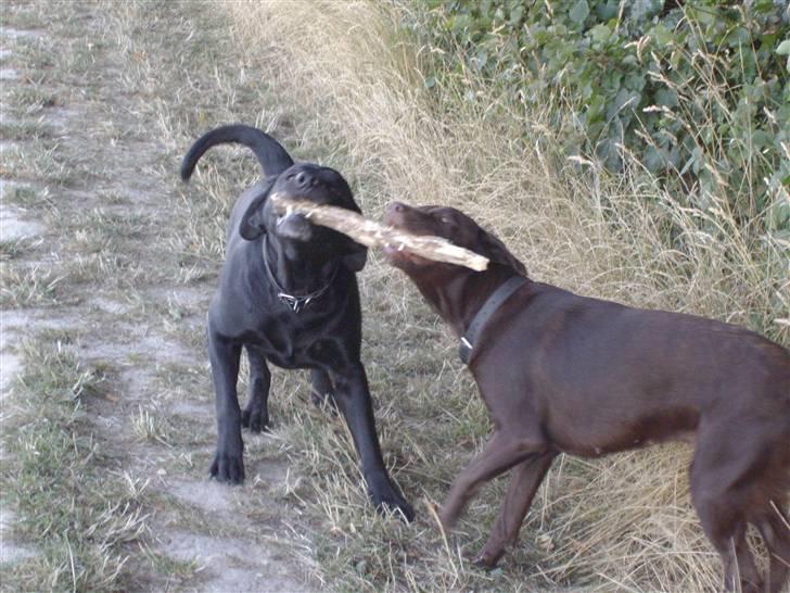 Labrador retriever blackie R.I.P min elsked  billede 15