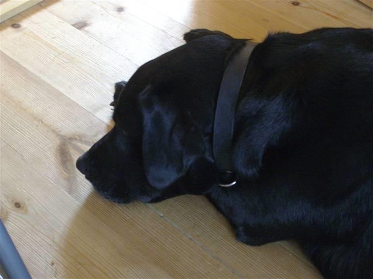 Labrador retriever blackie R.I.P min elsked  billede 16