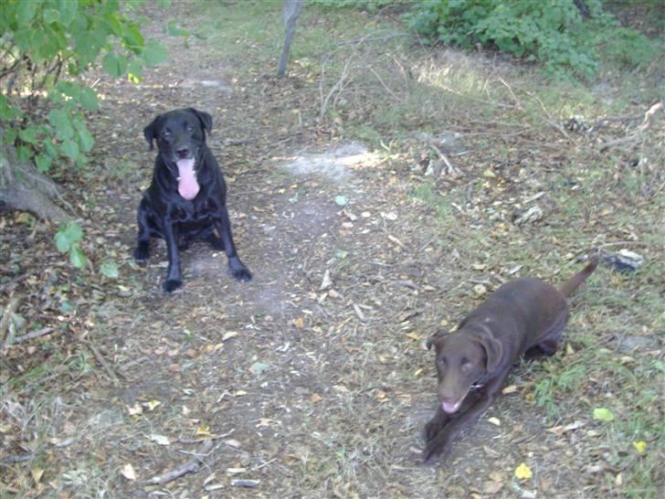 Labrador retriever blackie R.I.P min elsked  billede 17